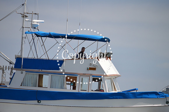 DSC_0272 - Copy