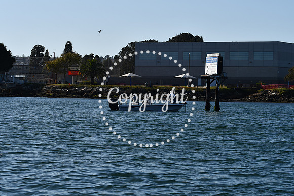 DSC_2236 (1)